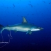 shark_hammerhead_scalloped_ci_h_120307_cr.jpg